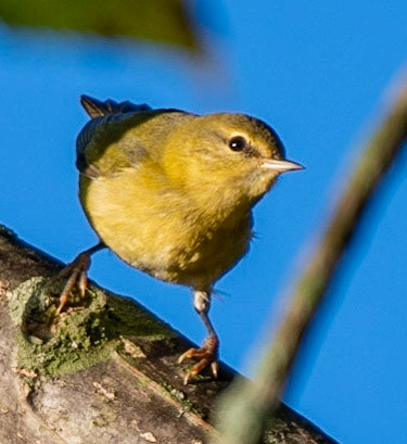 Orange-crowned Warbler