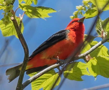 Scarlet Tanager (M), Warbler Road