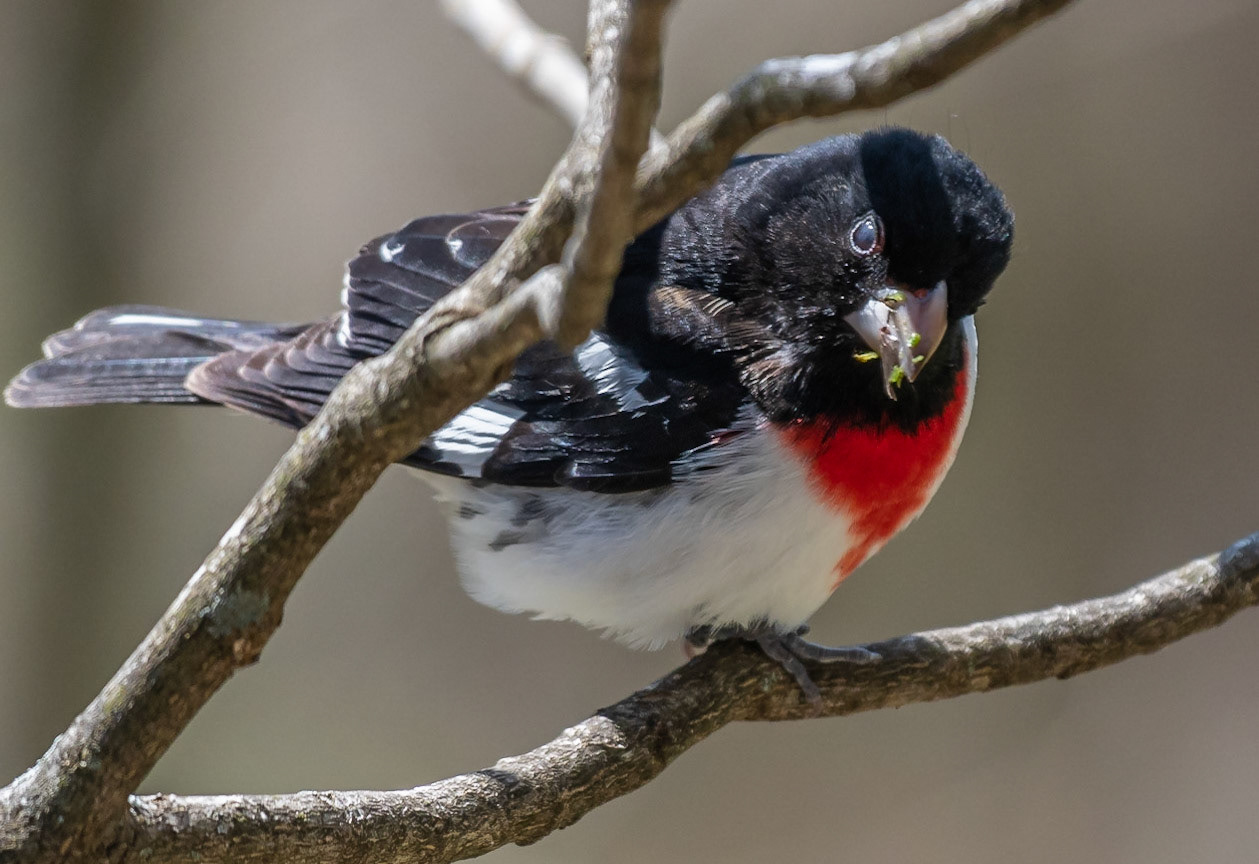 Rose-breasted Grosbeak (M)