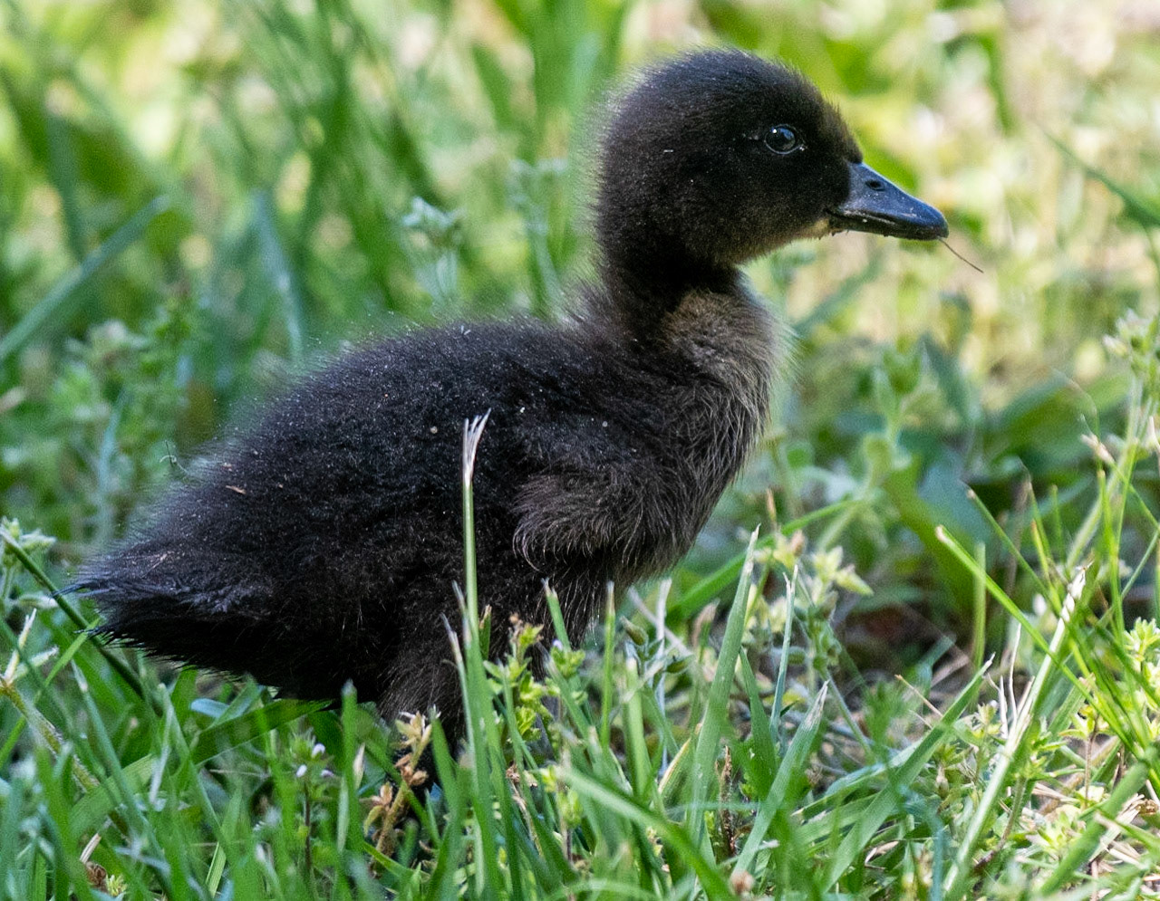 Canada Geese, babies, Libery Lake Park, Bedford County