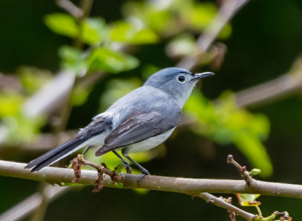 Blue-gray Gnatcatcher
