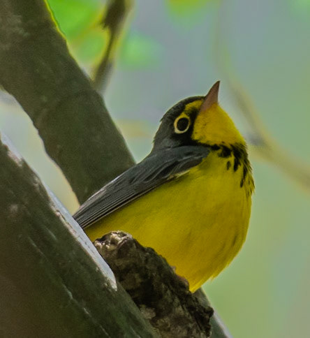 Canada Warbler (M), Radar Road