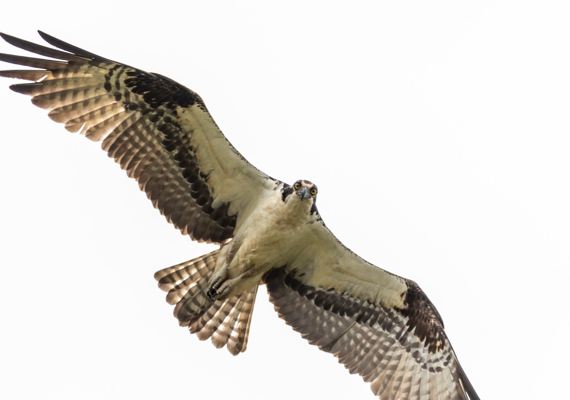 Osprey, Hales Ford Bridge