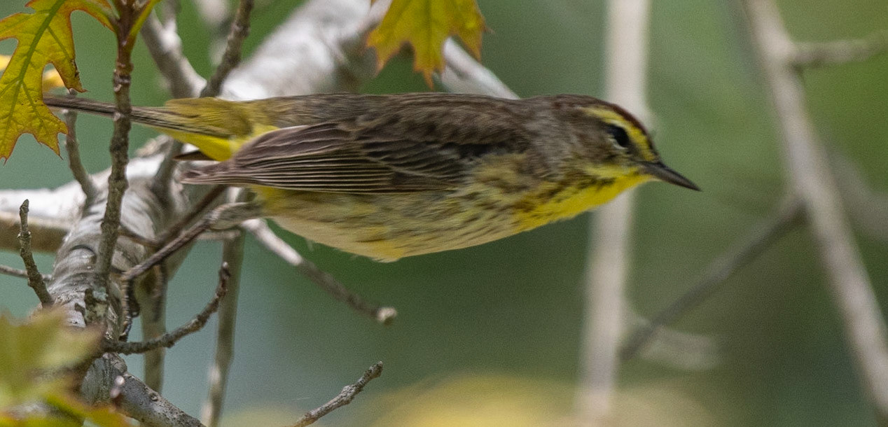Palm Warbler