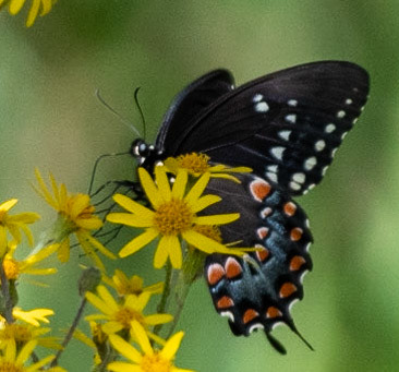Black Swallowtail