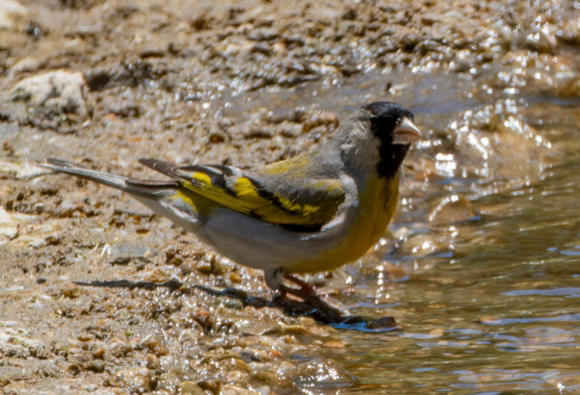 male