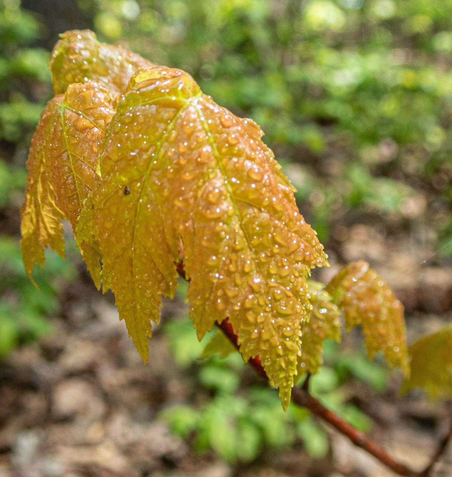 Smith Mountain Lake Community Park, Franklin County