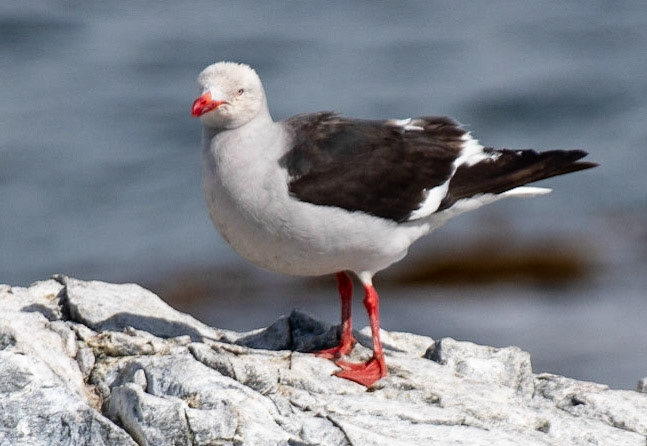 Dolphin Gull