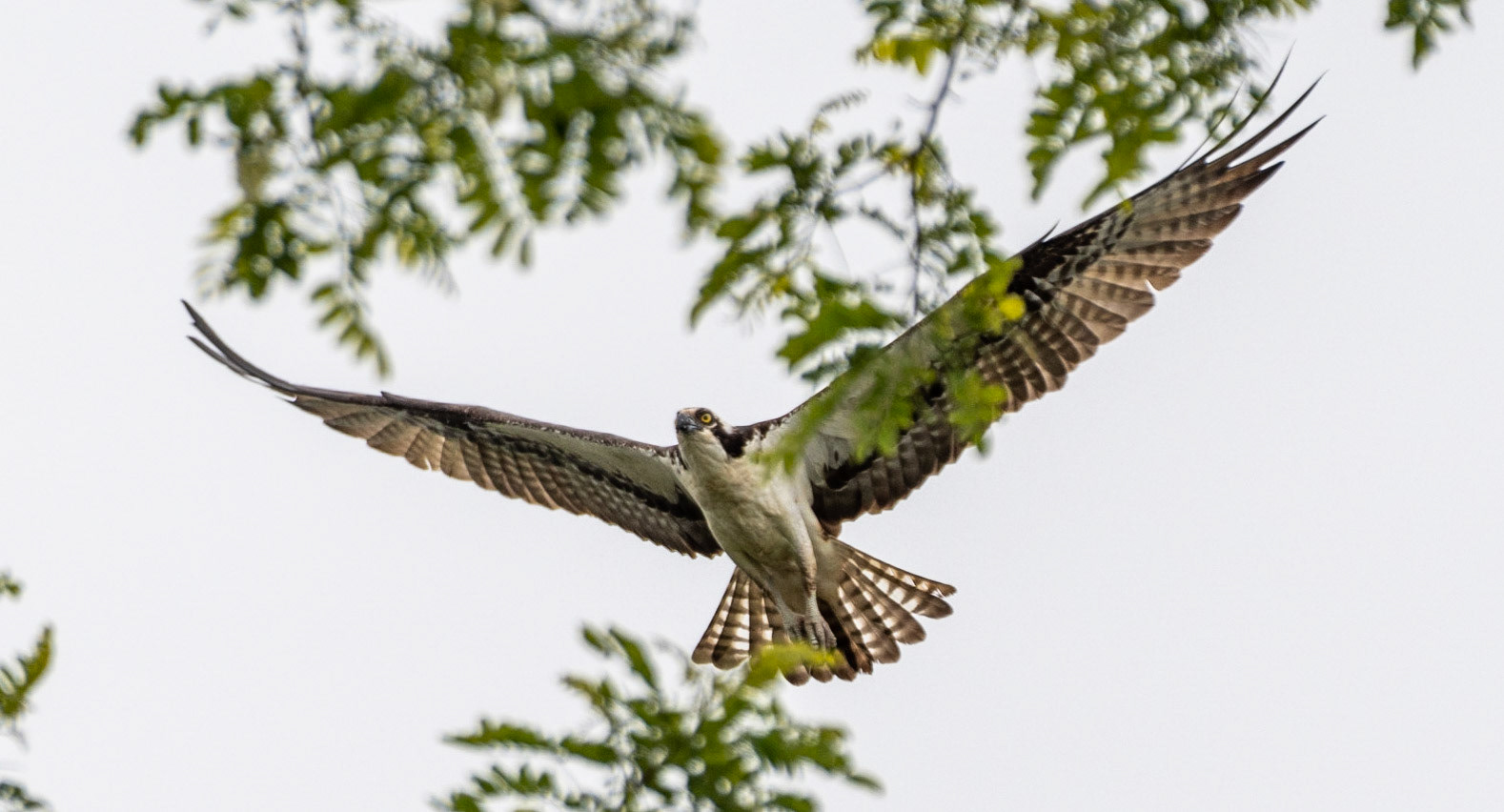 Osprey, Hales Ford Bridge