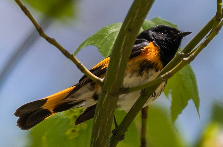 American Redstart (M)