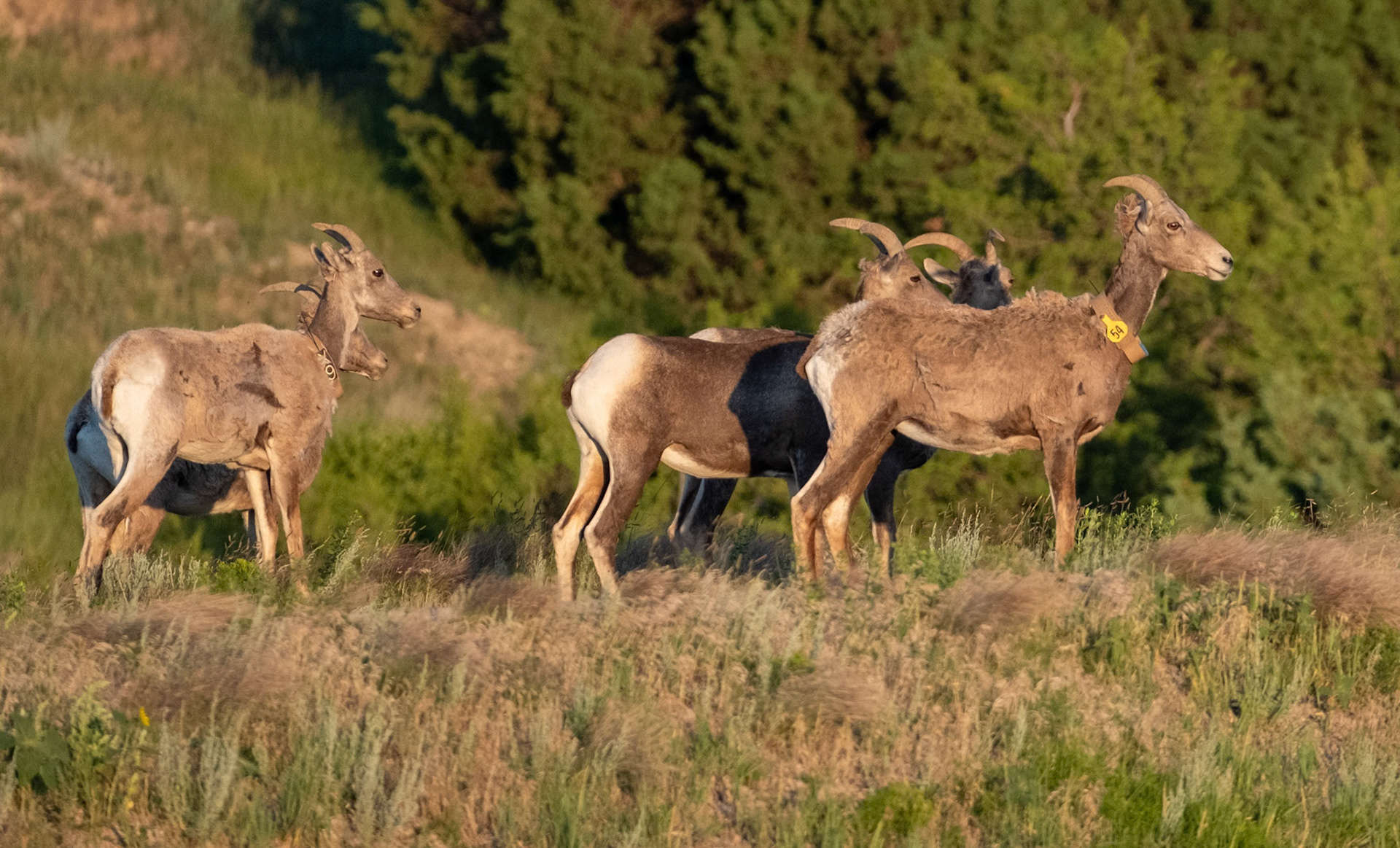 Bighorn Sheep, monitored