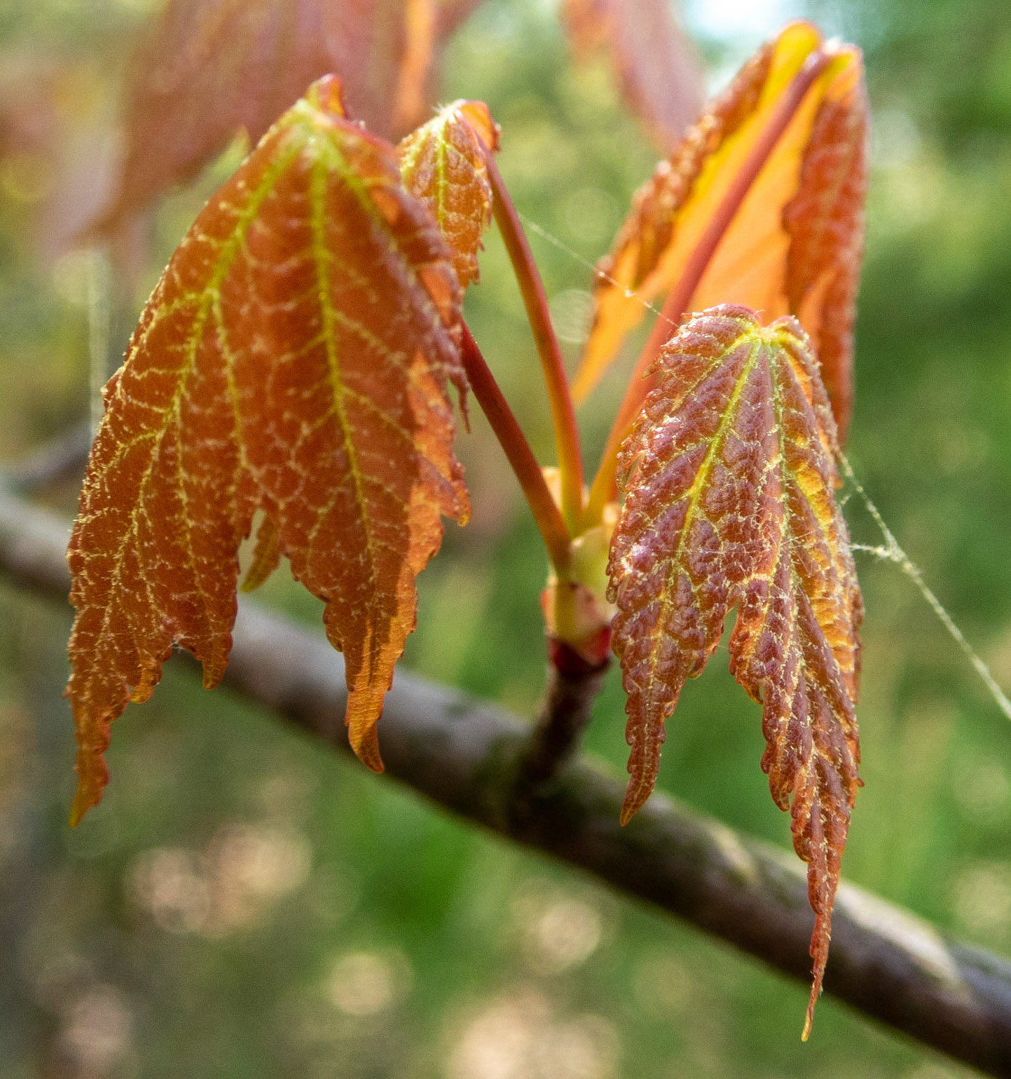 Smith Mountain Lake Community Park, Franklin County
