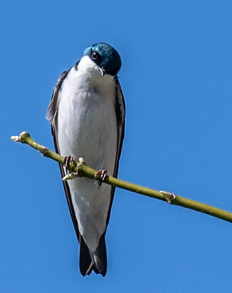Tree Swallow