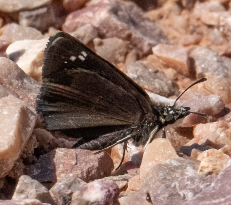 Common Sootywing