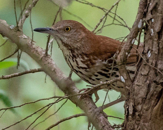 Brown Thrasher