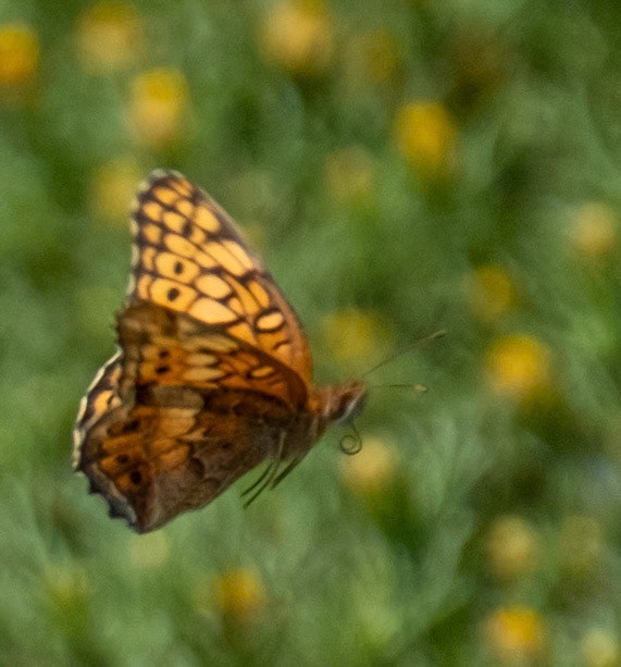 Variegated Fritillary