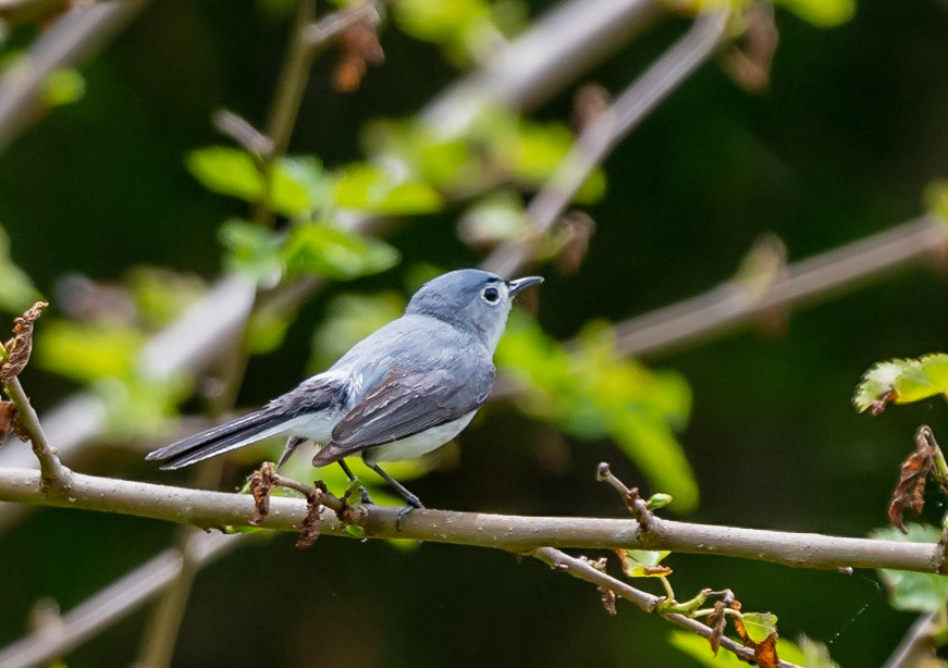 Blue-gray Gnatcatcher
