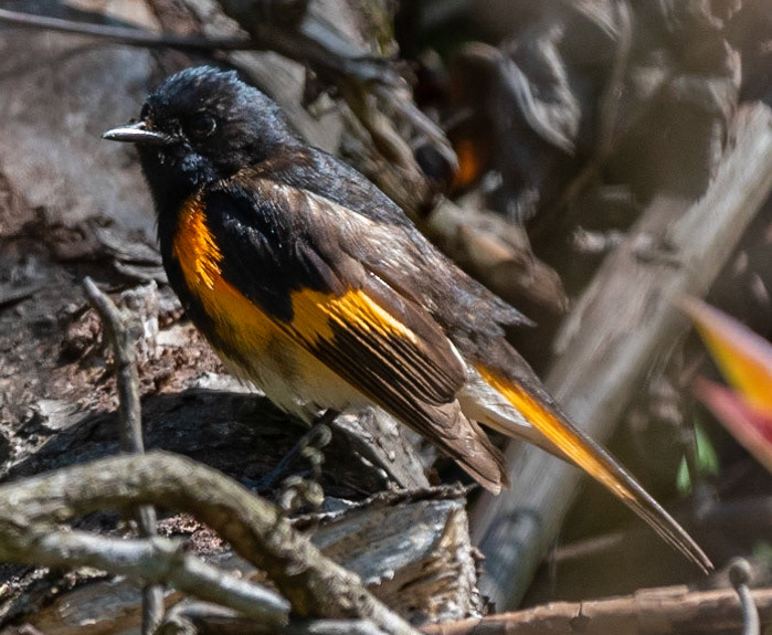American Redstart (M)