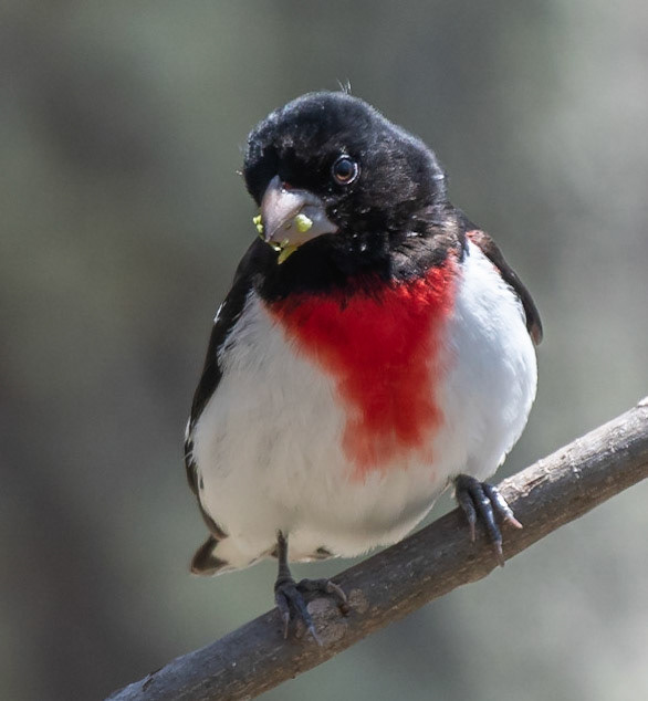 Rose-breasted Grosbeak (M)