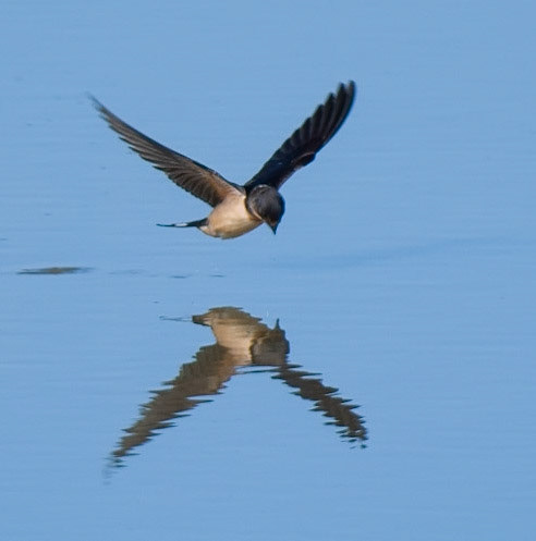 Barn Swallow
