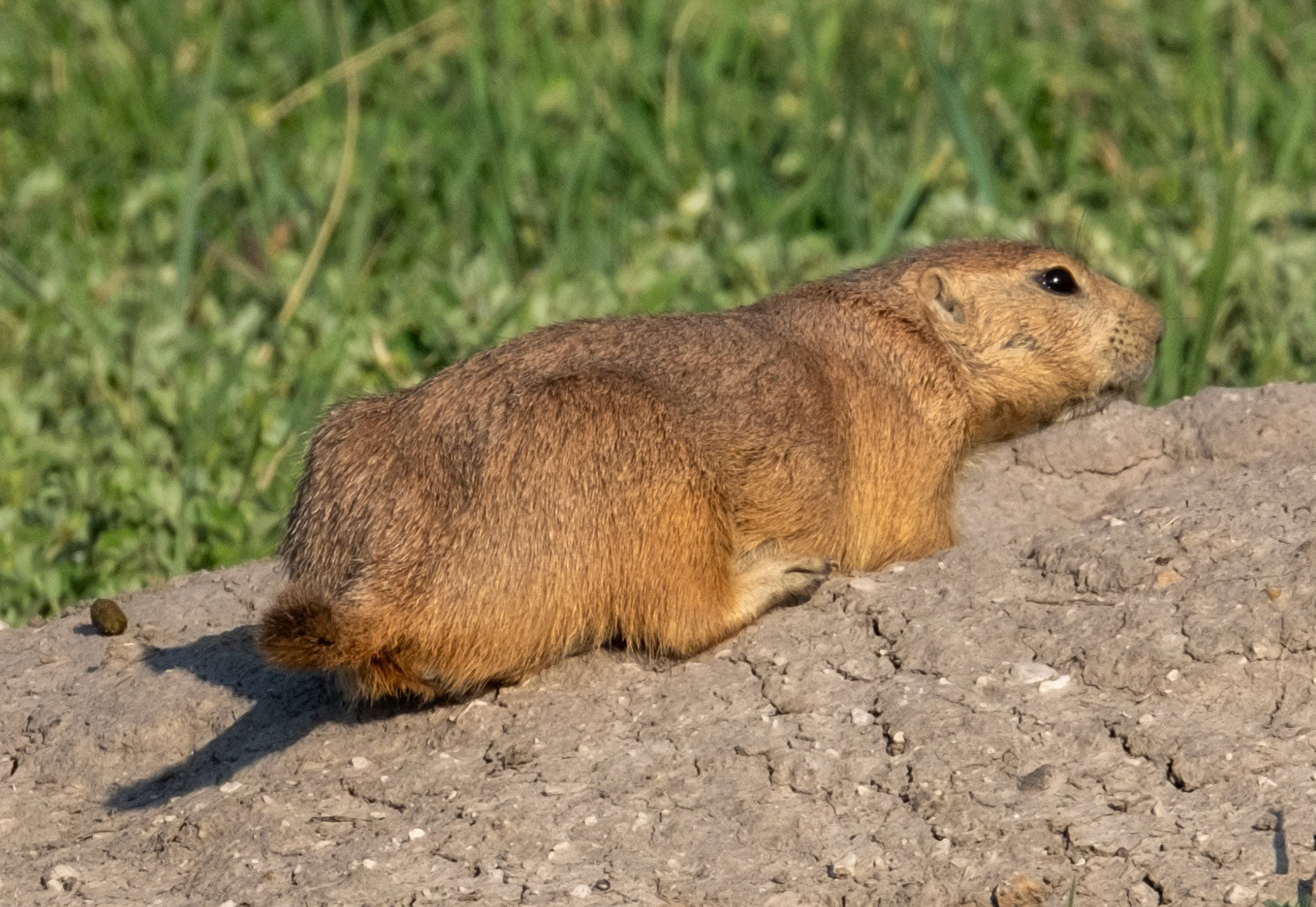 Black-tailed Prairie Dog