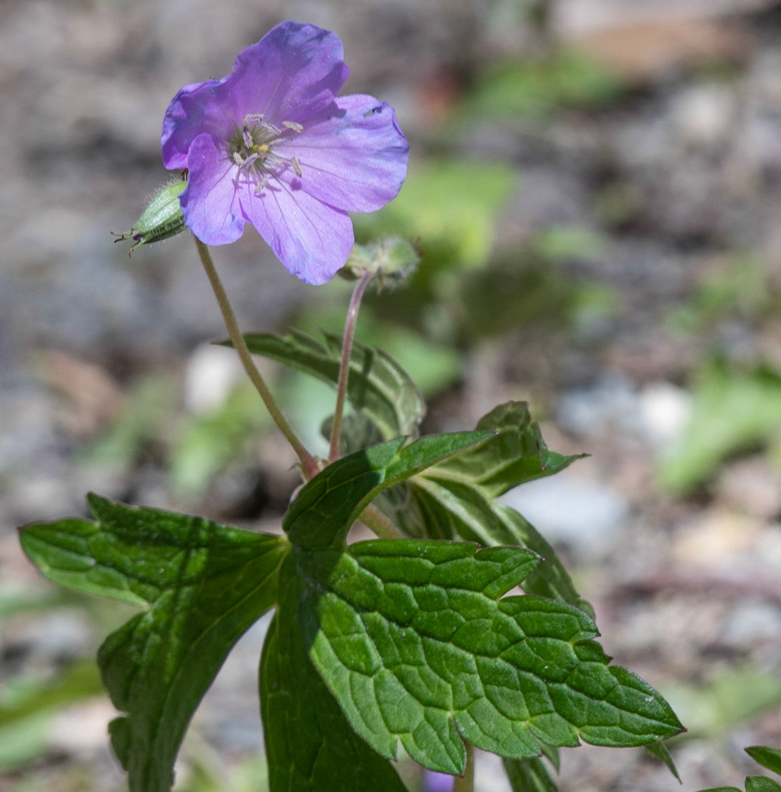 Wild Geranium