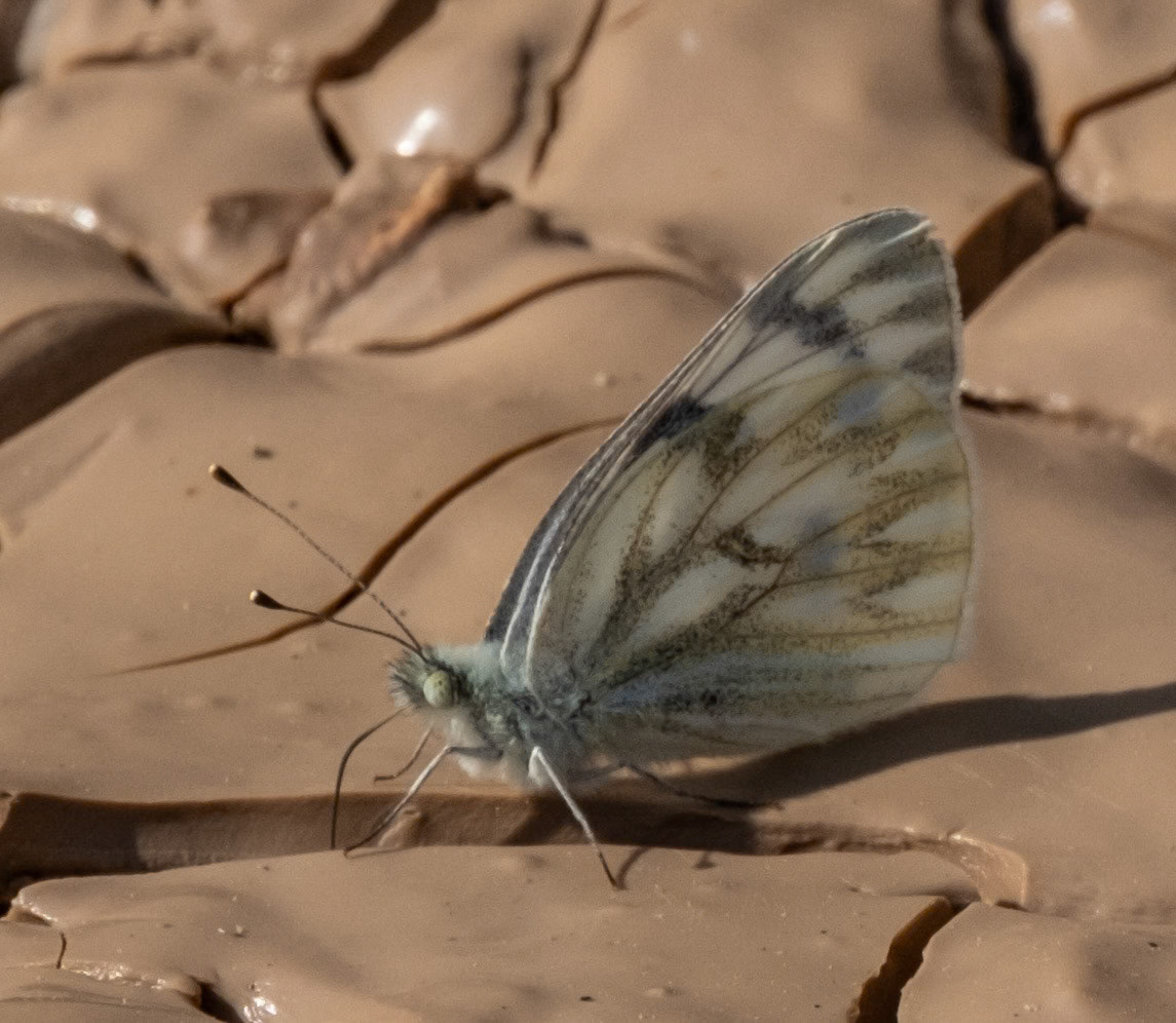 Checkered White