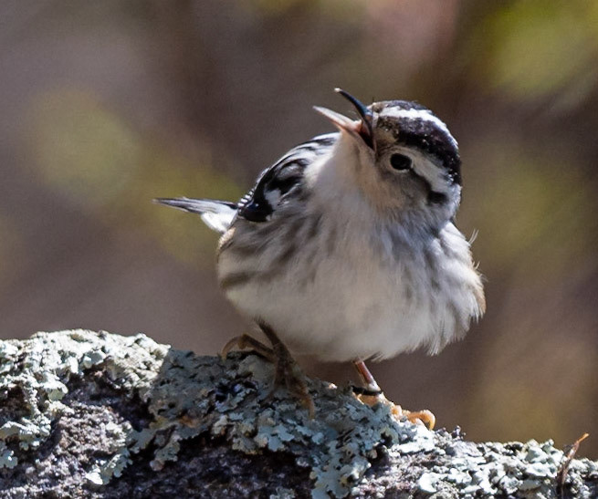 black-and-white Warbler (F)
