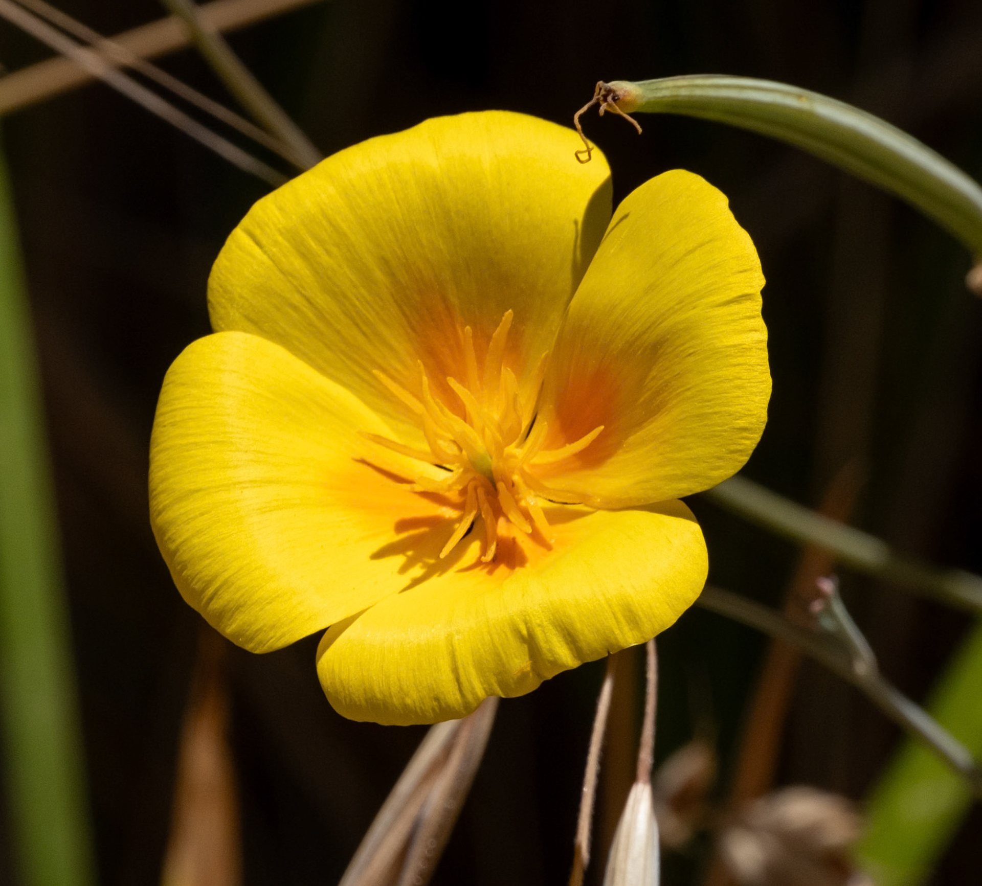 California Poppy