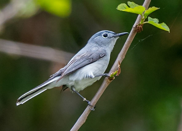 Blue-gray Gnatcatcher