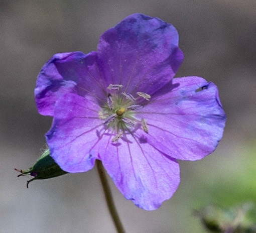 Wild Geranium