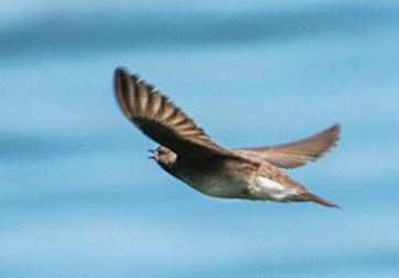 Northern Rough-winged Swallow