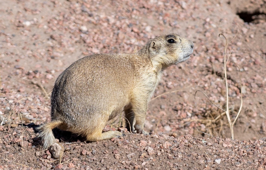 White-tailed Prairie Dog