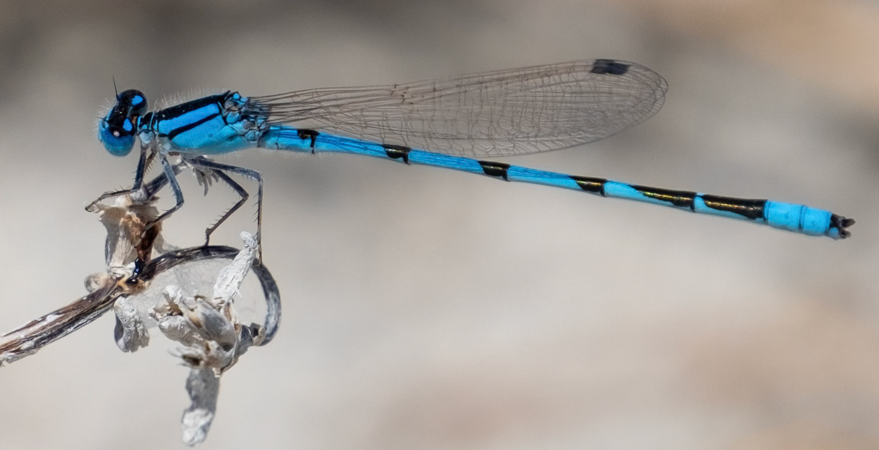 Familiar Bluet (Male)