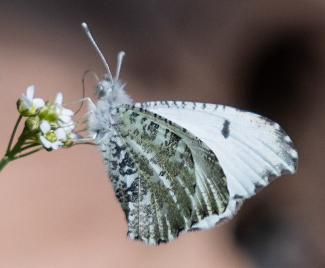 Falcated Orangetip (F)