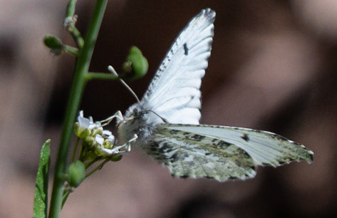 Falcated Orangetip (F)