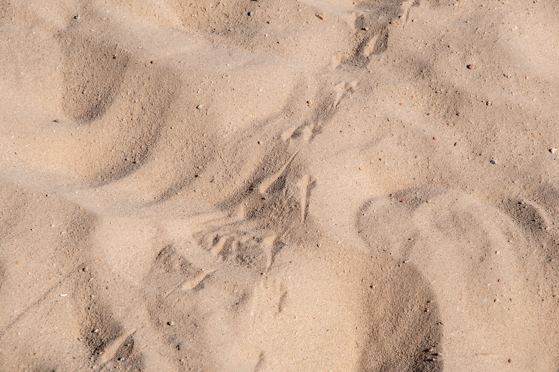 tracks