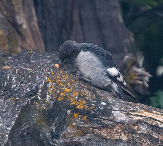 Red-Headed Woodpecker (Juv)
