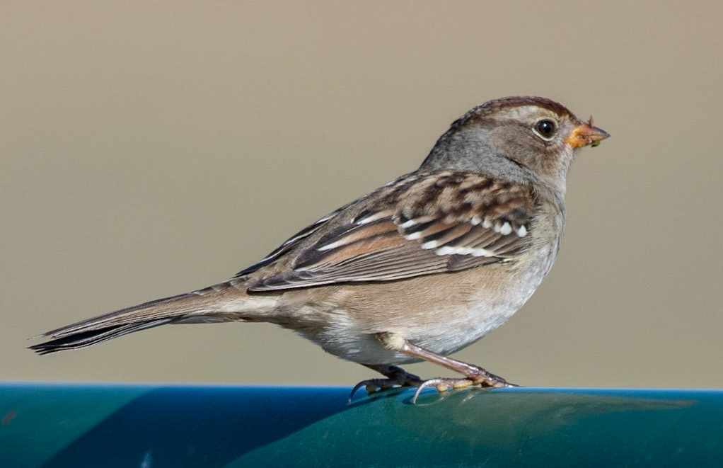 White-crowned Sparrow