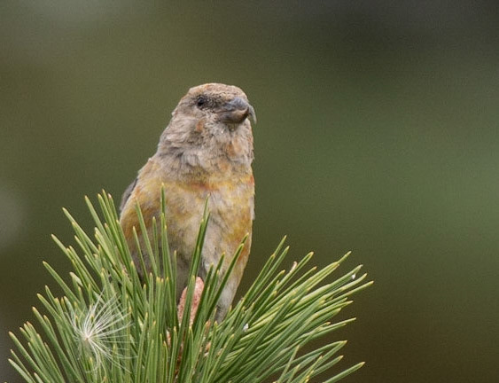 Red Crossbill (F)