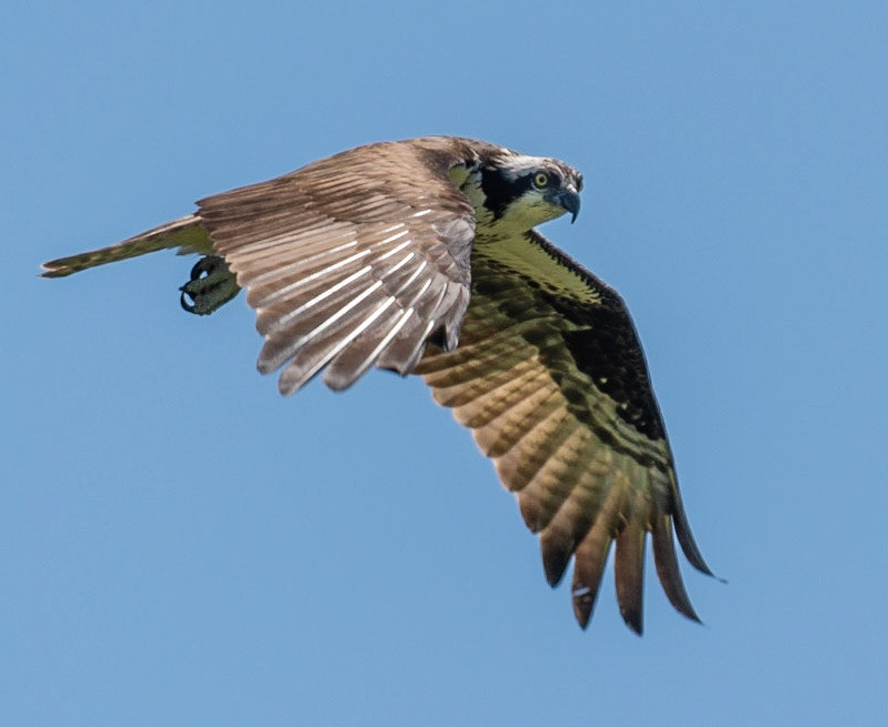 Osprey, Hales Ford Bridge