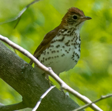 Wood Thrush