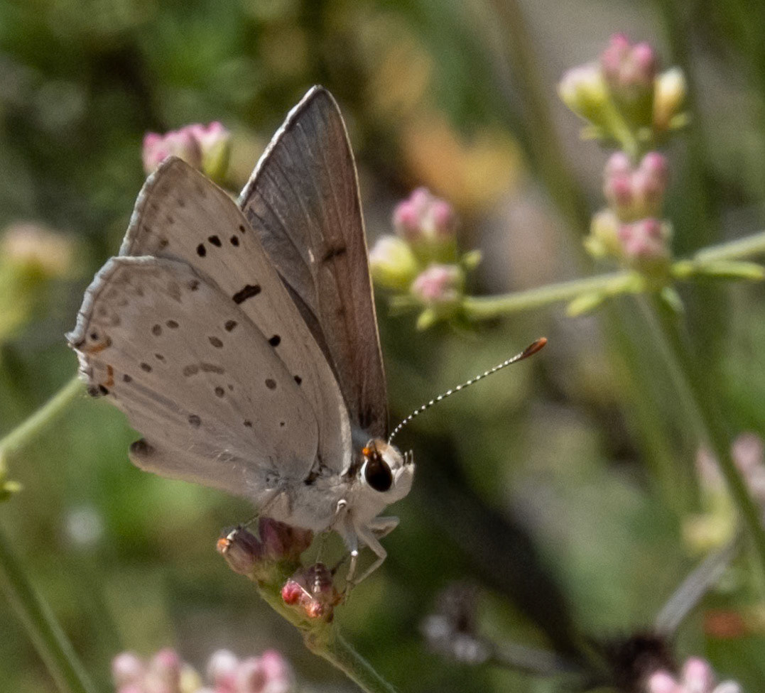 Great Copper