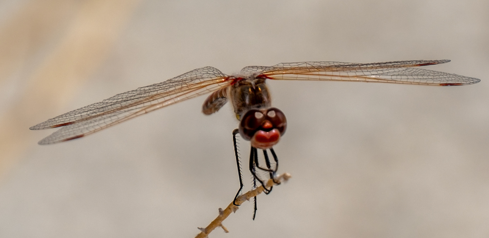 Variegated Meadowhawk (Male)