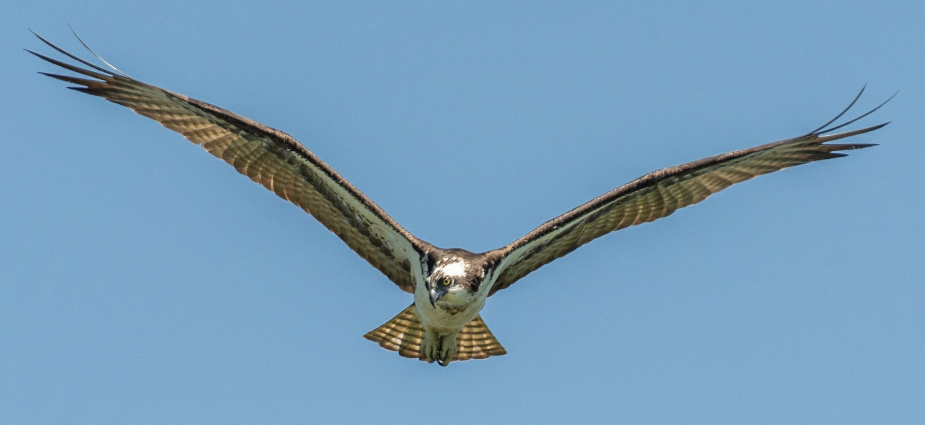 Osprey, Hales Ford Bridge