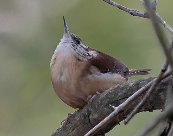 Carolina Wren