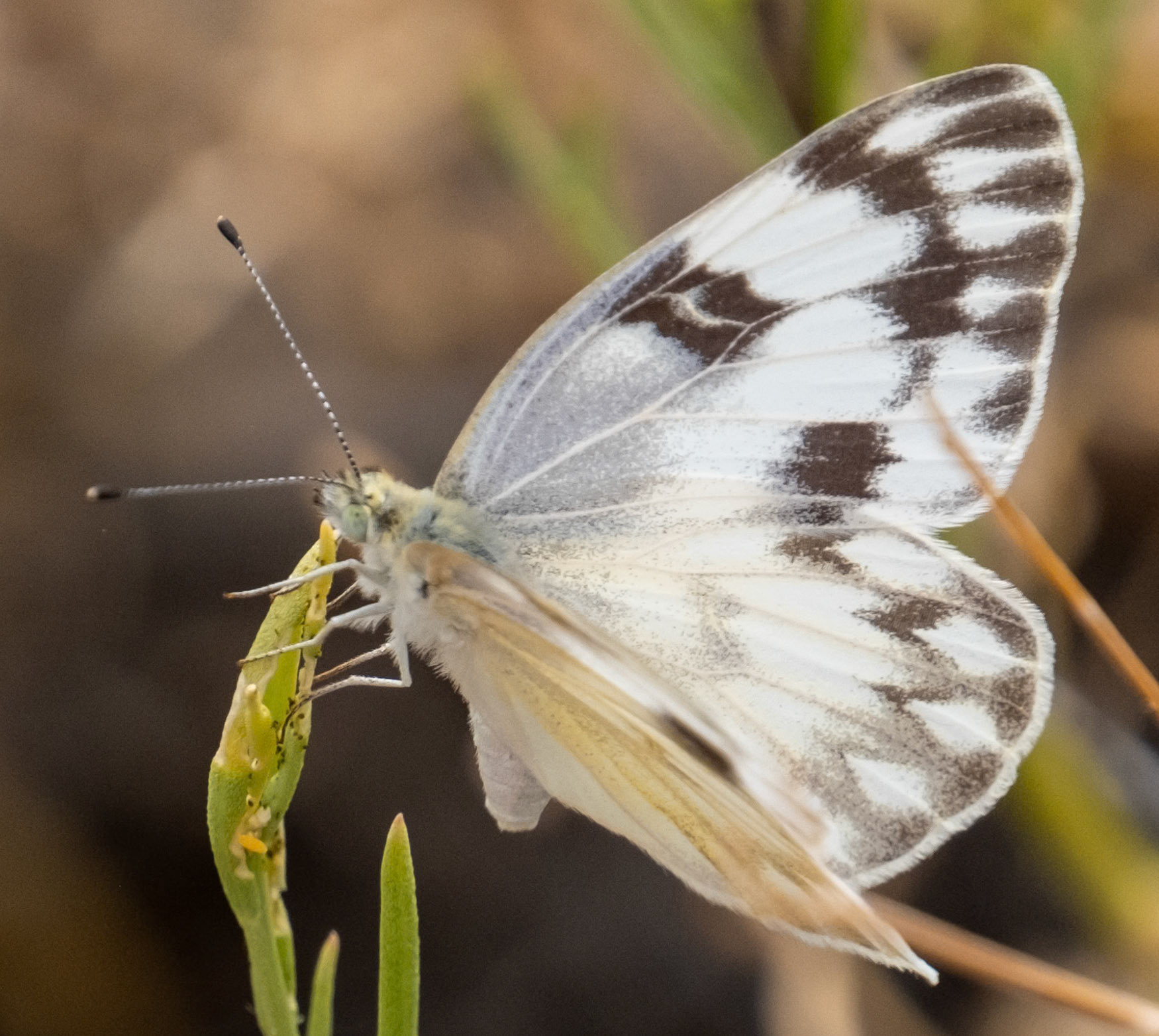 Ash Meadows NWR, Checkered White