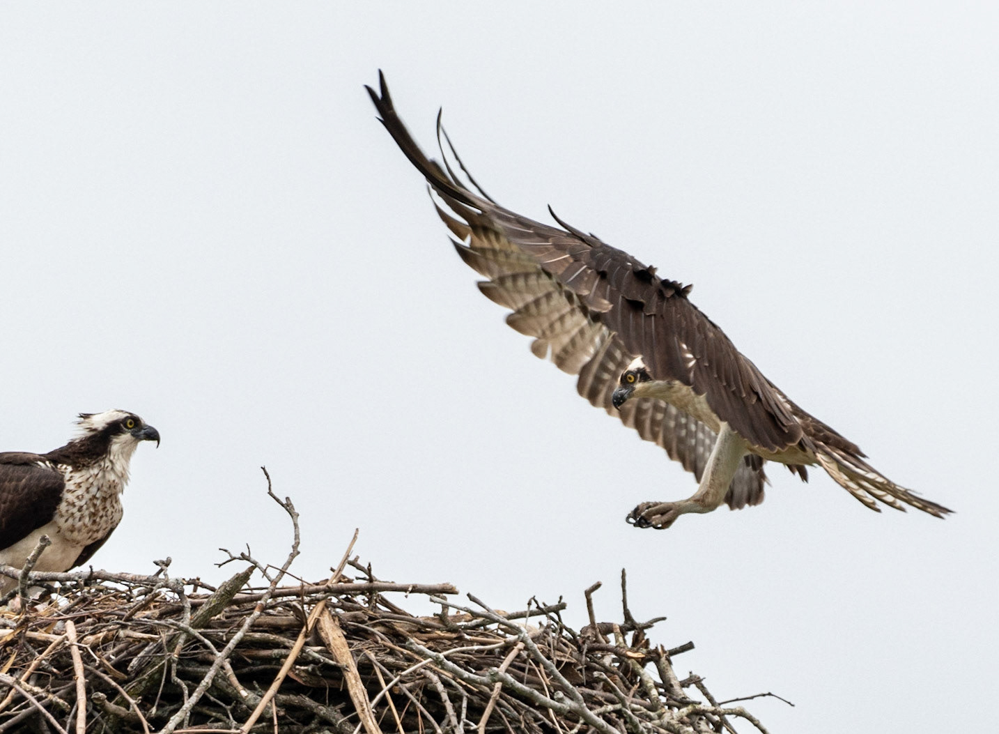 Osprey, Hales Ford Bridge