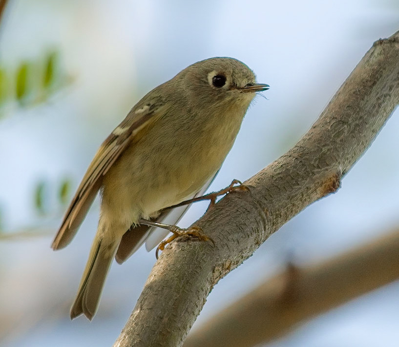 Ruby-crowned Kinglet