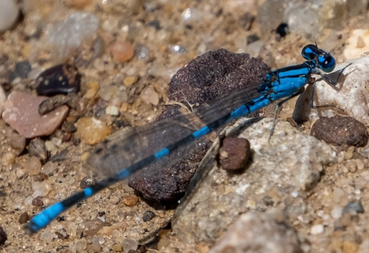 Tule Bluet (male)
